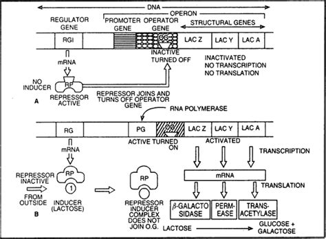 What is the inducer in the lac operon? How does it ensure the ...