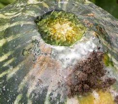 TNAU Agritech Portal :: Crop Protection