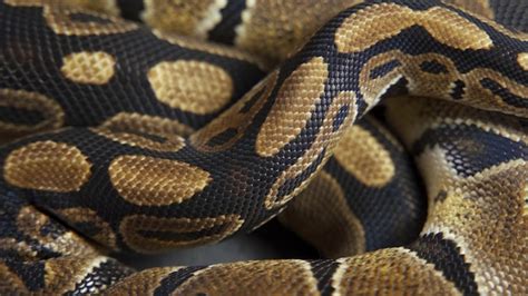 Image result for Royal Python Skin Background