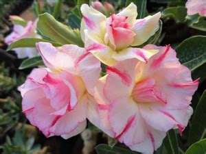 ACHC Adenium Plant Price in India - Buy ACHC Adenium Plant online at ...