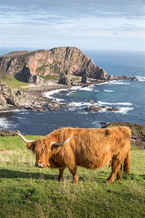 Scottish Highland Cows - Adorable Fluffy Long Haired Cow Facts!