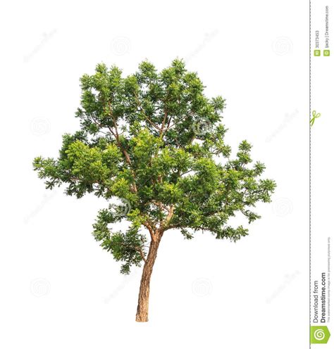 Planta De Neem (Azadirachta Indica) Fotos de archivo - Imagen: 30373453 ...