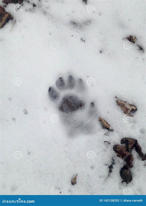 Fisher Tracks In Snow