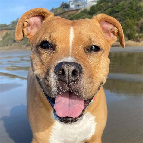 Pitbull Mixes: 40 Different Pittie Crossbreeds We Adore - K9 Web