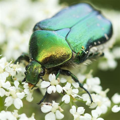 June Bug: Spiritual Meaning - Green June Beetle + Biblical Meaning ...