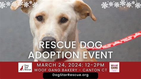 Adopt a Rescue Dog in Canton CT, Woof Gang Bakery & Grooming Canton, 24 ...