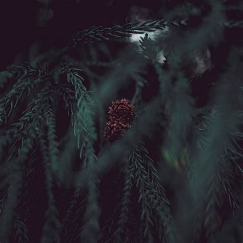 Download wallpaper 2780x2780 bump, branches, blur, green ipad air, ipad ...