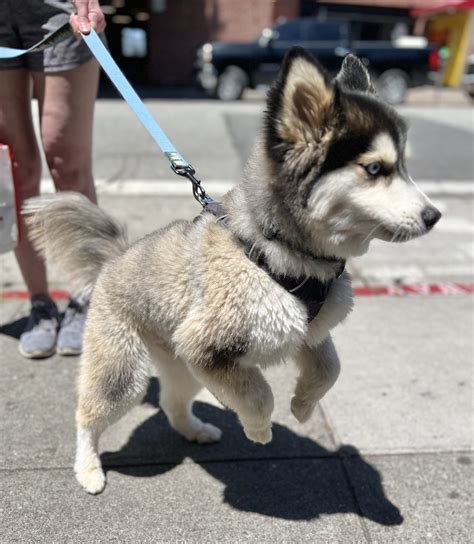 Siberian Husky Pomeranian Mix