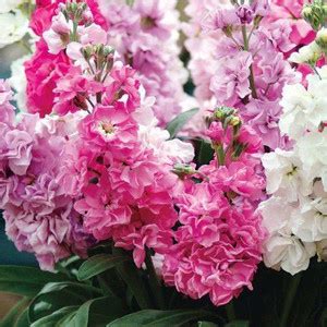 KANAYA Stock Matthiola Incana Mixed Color Flower Seed Price in India ...
