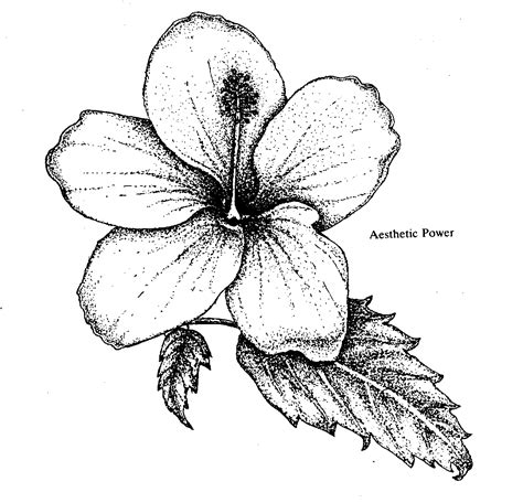 Flowers and Their Messages - Book by 'The Mother' : Read