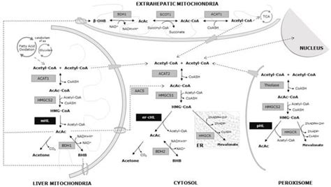 More Than One HMG-CoA Lyase: The Classical Mitochondrial Enzyme Plus ...