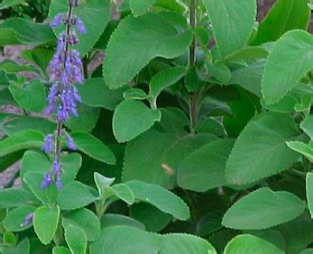 Salparni / Desmodium Gold | Andhra Nursery Farmers Association