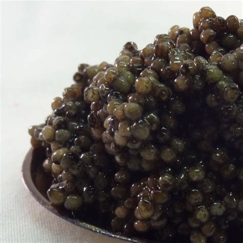 Bemka.com Buy Russian Ossetra Crown Caviar - 2-Ounce Jar at Ubuy India