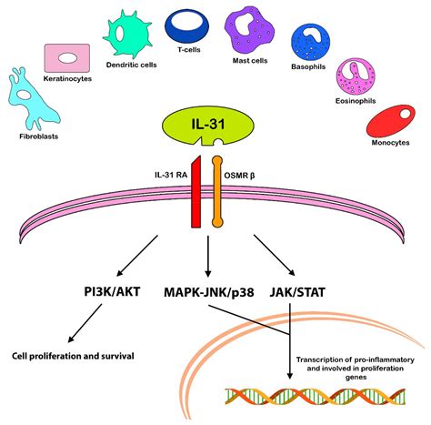 IL-31: State of the Art for an Inflammation-Oriented Interleukin