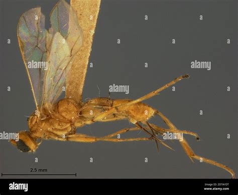 Bacoor, Cavite District, Calabarzon Region, Philippines, Meteorus ...