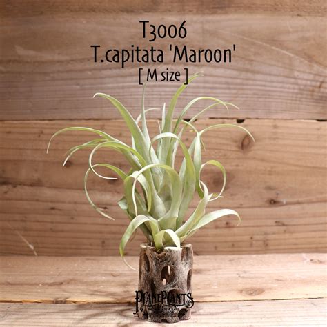 【送料無料】capitata 'Maroon'〔エアプランツ〕現品発送T3006 | plane plants