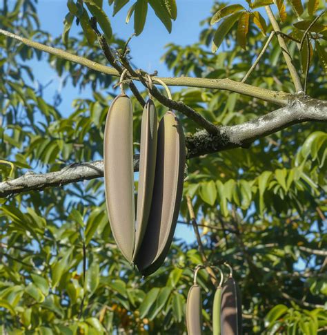 Palakapayyani – Trust Nature