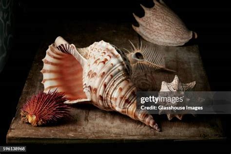 Image result for Shell Inside