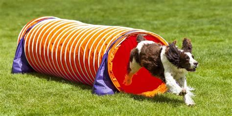 Image result for Agility Training for Dogs