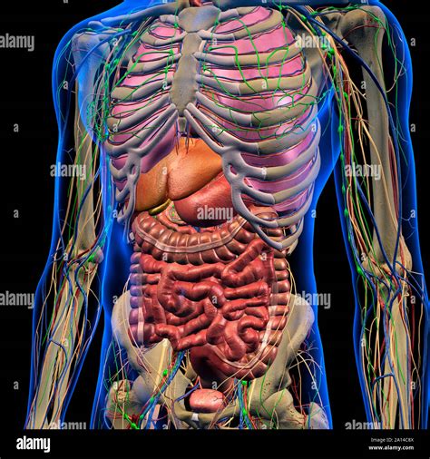 Male internal anatomy of chest and abdominal area on black background Stock Photo - Alamy