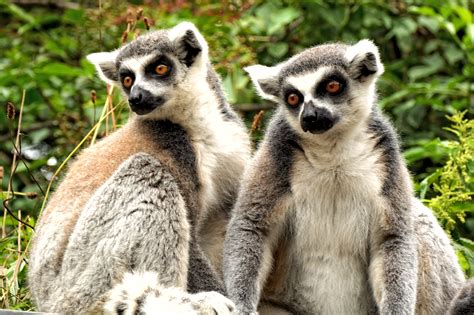 Free Images : watch, wildlife, zoo, mammal, fauna, primate, lemur catta ...