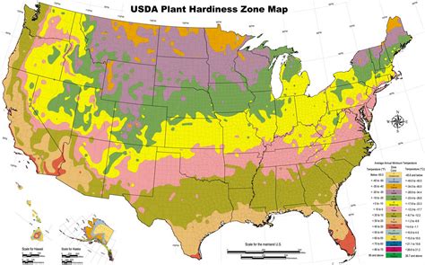 Garden Planting Hardiness Zones By US State | RemoveandReplace.com