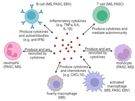 Inflammation and Epstein–Barr Virus at the Crossroads of Multiple ...