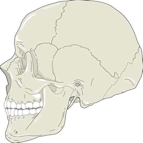 Free Skull Profile Cliparts, Download Free Skull Profile Cliparts png ...