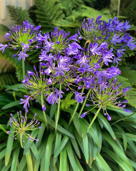 The Best Plants for a South Facing Garden — Meadowlark Journal