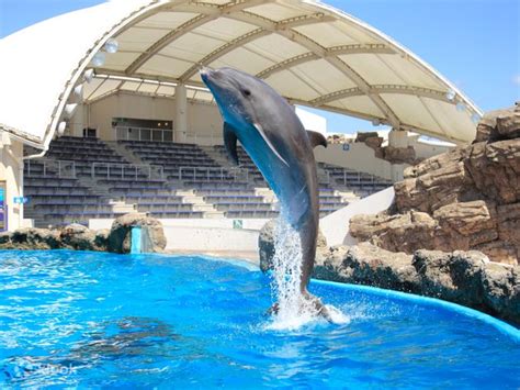 [One-day tour near Tokyo] Chiba Mother Farm, Kamogawa Sea World Family ...