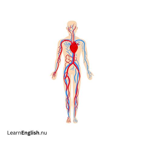 Body Systems In Spanish and English - learn spanish