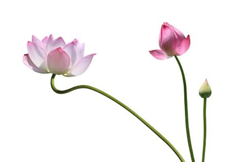 Image result for Flower Side View