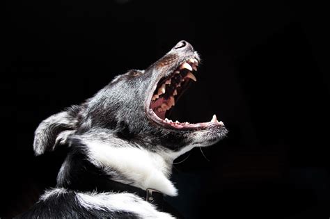 5 Ways to Solve Your Dog’s Barking Problem - Savory Prime Pet Treats