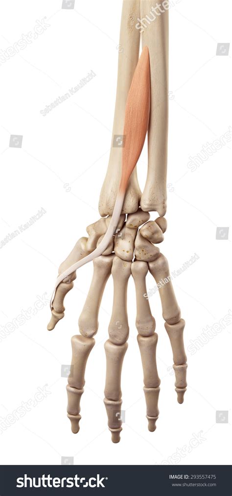 Extensor Pollicis Longus 的图像结果