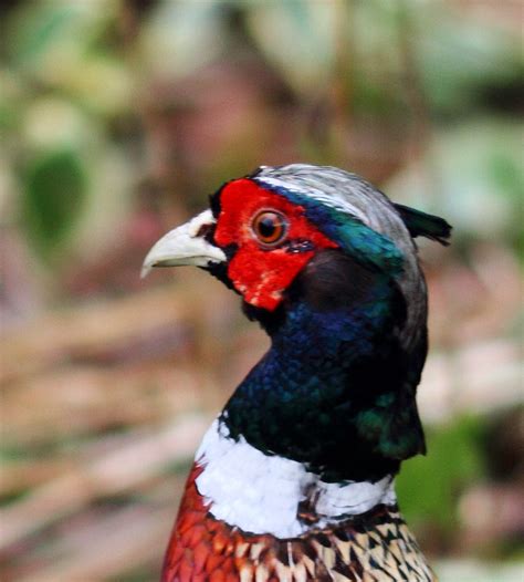 ungainlyungainly是什么意思2022已更新今日资讯