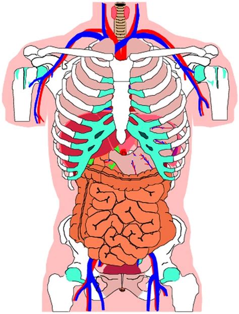 内脏图片-身体器官图,身体器官,内脏