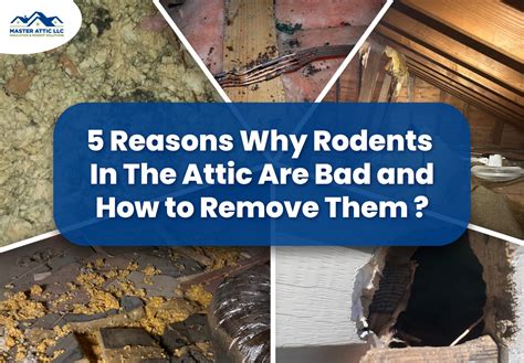5 Reasons Why Rodents In The Attic Are Bad and How to Remove Them ...