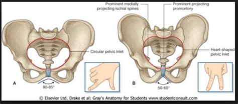 Image result for Appendix Variants