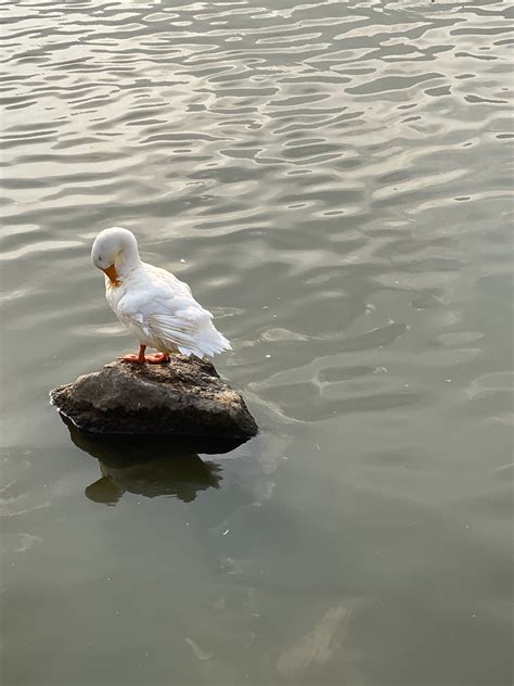 Comments 9567 to 9528 of 28366 - Incredibox - Sprunki by wolf_hal