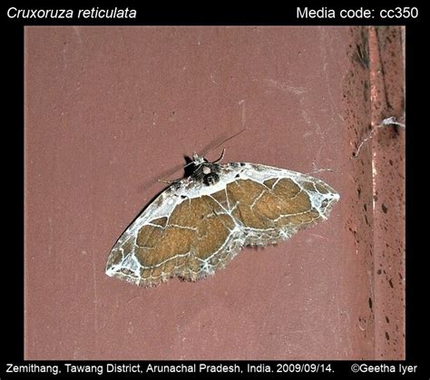Cruxoruza reticulata (Moore, 1882) - | Moths