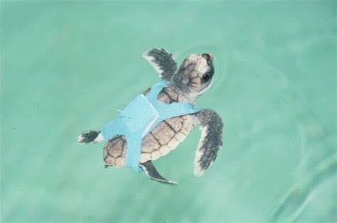 Loggerhead Turtle Migration Patterns 的图像结果