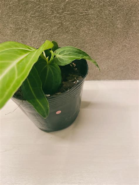 アンスリウム ヴィレナオルム 3号 | a plants