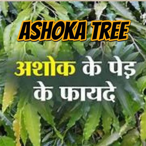 Medicinal Uses Of Ashoka Tree For Women's Health