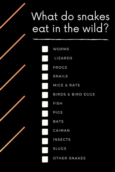 Here's a list of prey for wild snakes | Reptiles facts, Snake, Small snakes