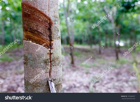 Image result for Rubber Tree Tapping