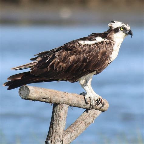 Ospreys Have A Shocking Spring Migration! — Save Coastal Wildlife