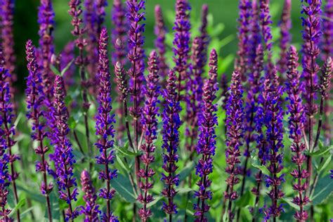 How to Grow Caradonna Salvia Plants (Meadow Sage) in 2021 | Meadow sage ...
