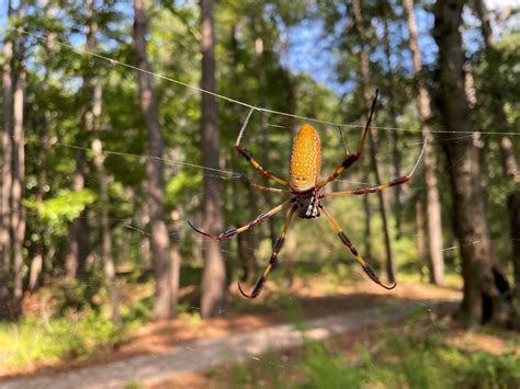 Golden Garden Banana Spider | Fasci Garden