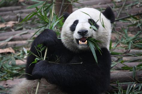 Why do pandas eat bamboo? | How It Works Magazine