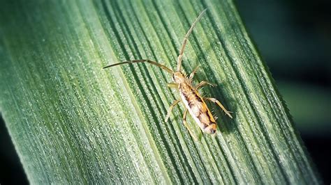 Image result for Springtail Bug-Bite